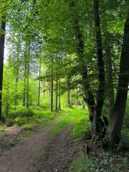 Fichier:Bois d'Ouffet 45.71.jpg